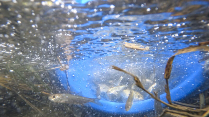 Unterwasseraufnahme: Fische schwimmen aus einem blauen Eimer in einen Bach.